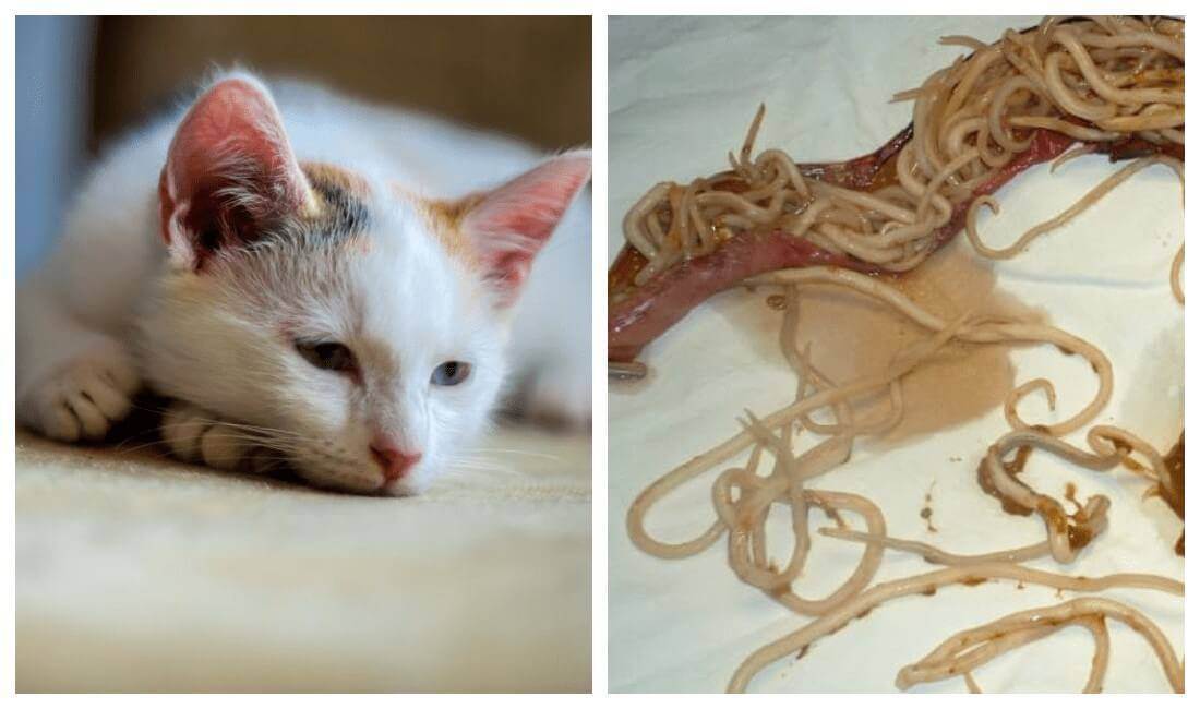 Глисты у кошек: симптомы инвазии, фото паразитов с названиями и описанием, лечение питомца