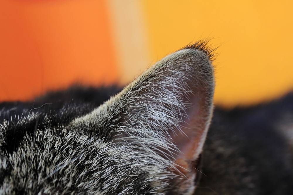 Нужно ли обращаться к врачу, если у кошки постоянно холодные уши? | мир кошек
могут ли холодные уши у кошки быть симптомом заболевания? | мир кошек