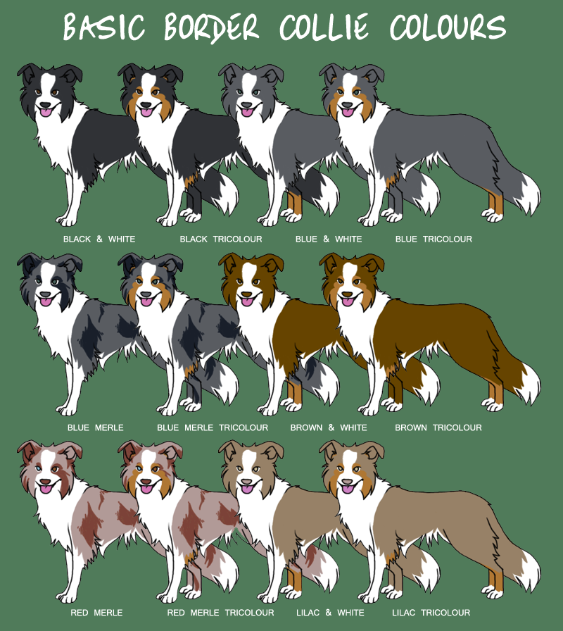 Бордер-колли - описание самой умной породы собак