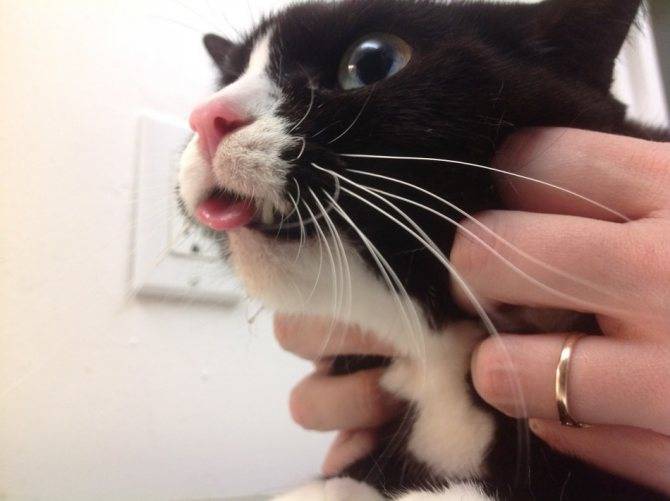 Круглосуточная ветеринарная клиника в подольске. почему у кота текут слюни изо рта - слюнотечение у кошек, причины