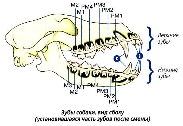 Смена зубов у вашего щенка: когда и как меняются молочные зубы? | hill's