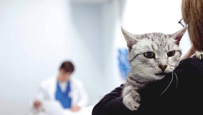 Токсоплазмоз прививка кошке