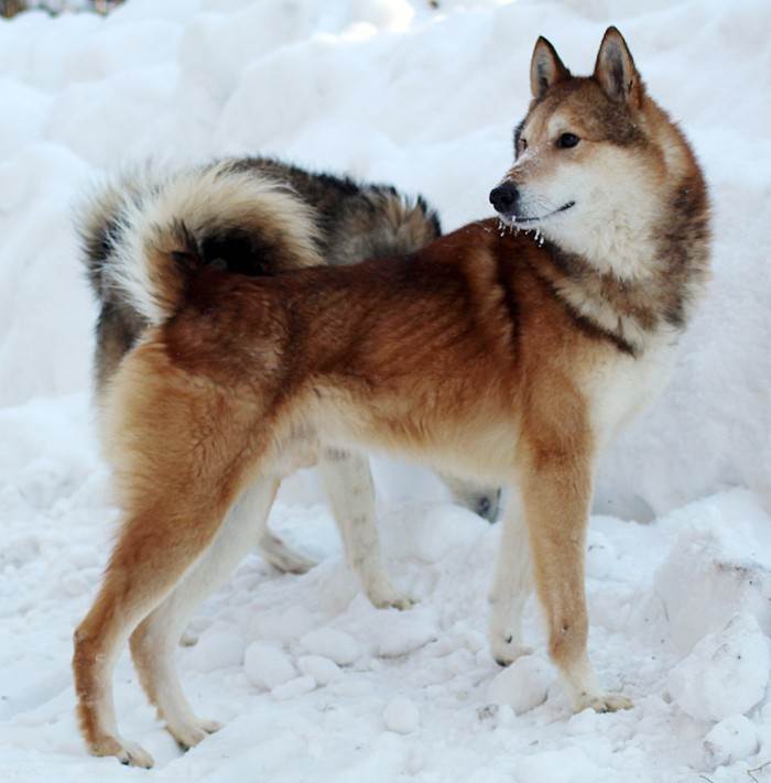 Лайка