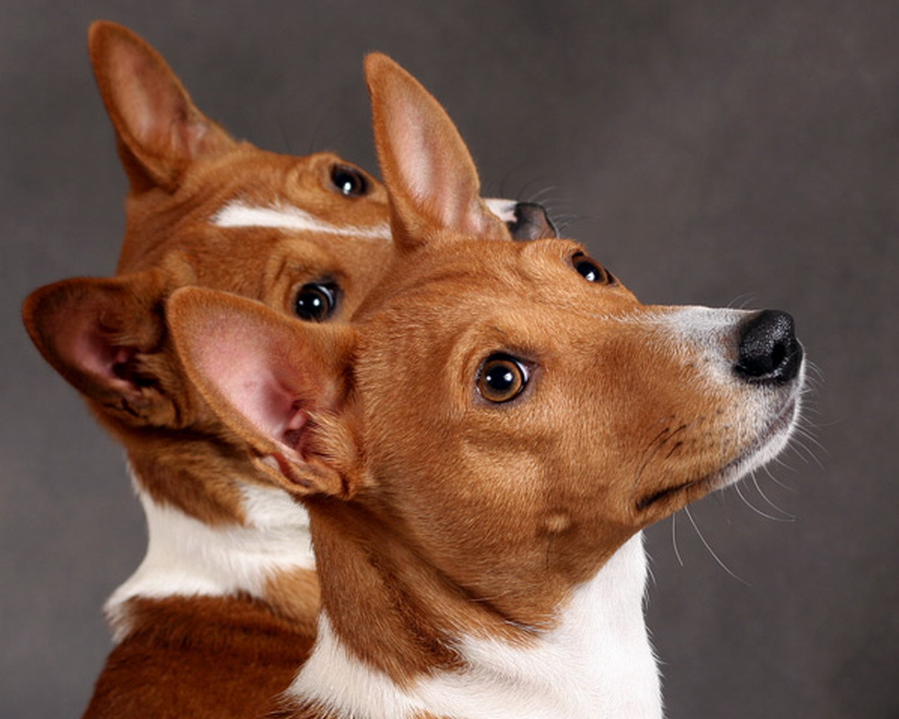 Собаки, которые не лают: фото, описание, названия