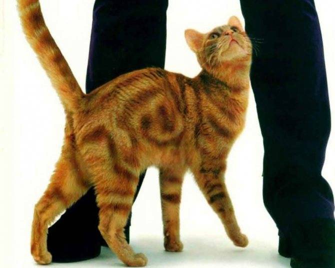 Почему кошки трутся об ноги?