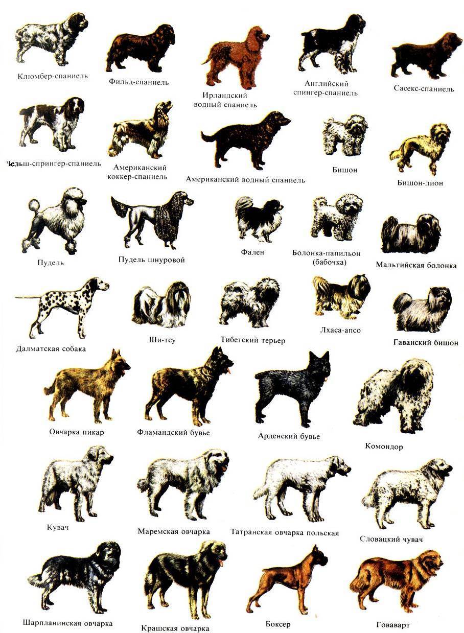 Породы собак с фотографиями и названиями всех размеров