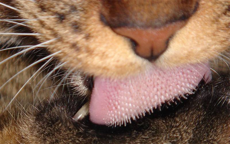 Почему у кошек шершавый язык?