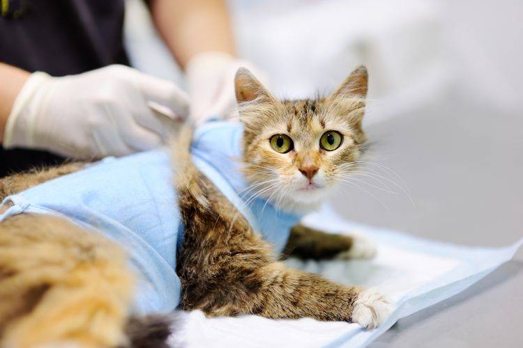 Кастрация кота: что нужно знать перед операцией