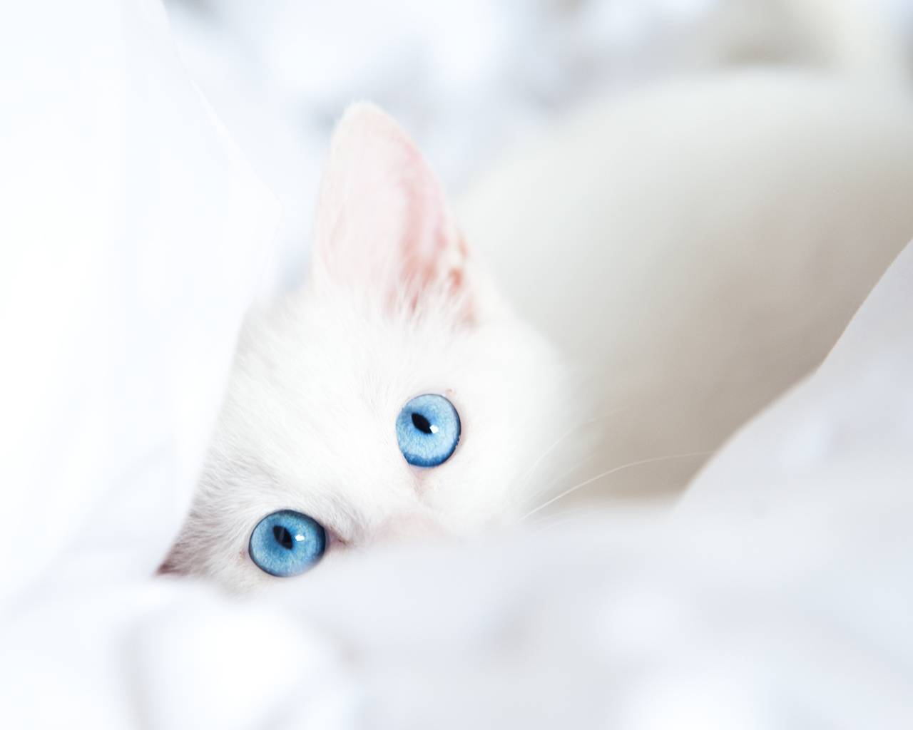 Белая кошка с голубыми глазами – что это за порода, бывают ли голубоглазыми черные или рыжие коты?
