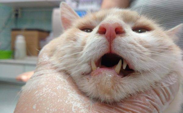 Аллергия у кошки на губе фото