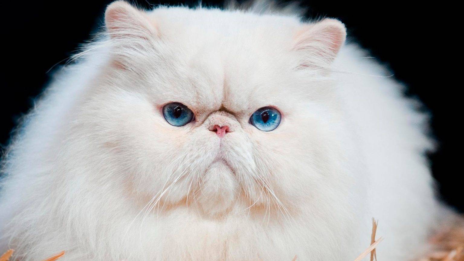 Персидская кошка: особенности характера, стандарт и правила ухода