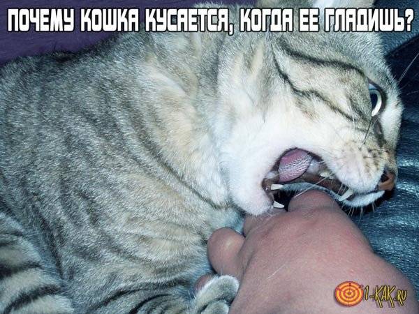 Кошка кусается когда ее гладишь - причины и что делать