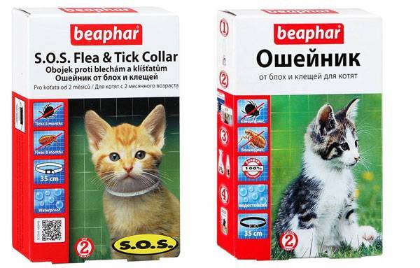 Как избавить кошку и котят от блох