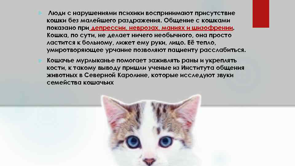 10 «нельзя» для хозяина кошки. уход, питание, кормление. фото — ботаничка