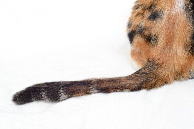 Из-за чего может появиться шишка на хвосте кота?