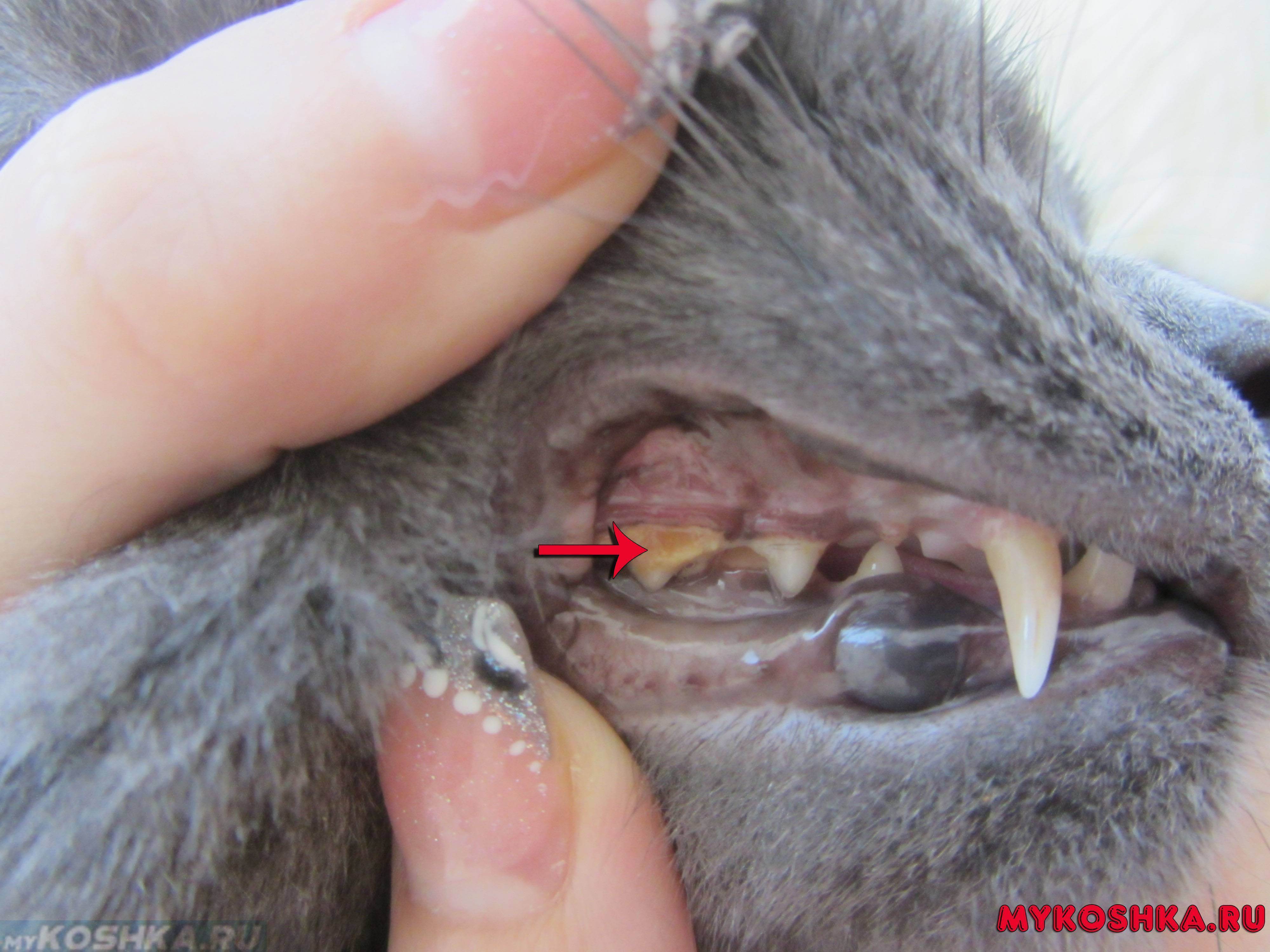 Чистка зубов у кошки: нужна ли, правила и особенности проведения процедуры