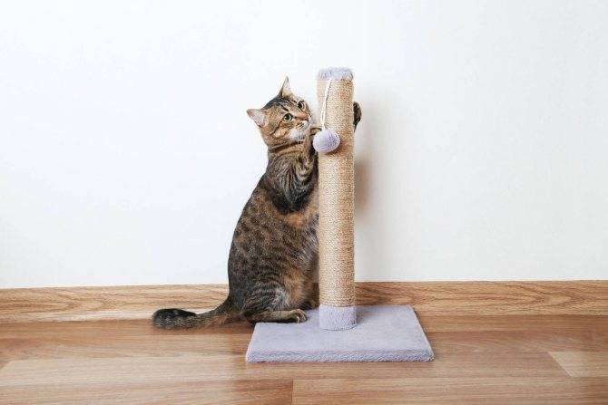 Как отучить кота метить территорию в доме