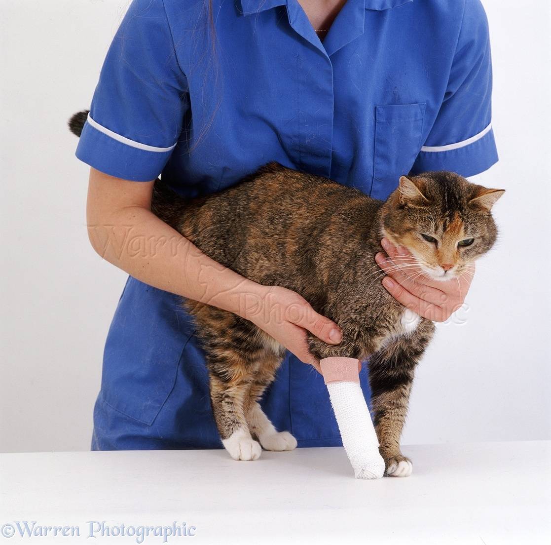 Диагностика и лечение артрита у кошек