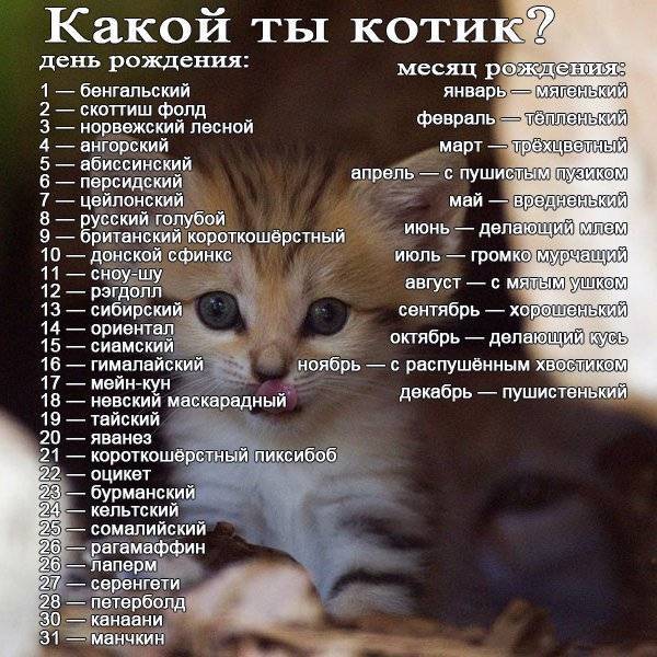 Необычные имена для кошек