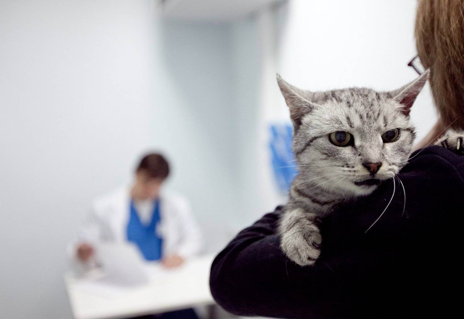 Анестезия у кошек при кастрации стерилизации и других хирургических вмешательств. как оценить риск развития осожнений? как снизить вероятность неблагоприятного исхода?