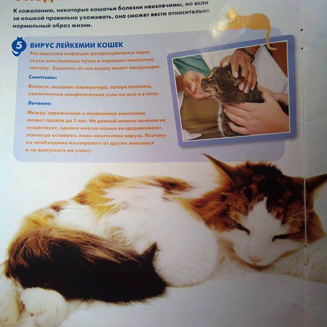 Презентация на тему "биомеханика кошки"