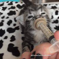 Как открыть кошке рот и дать лекарство от глистов из шприца