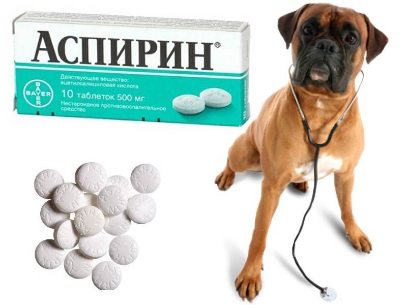 Валерьянка собакам можно. Лекарства для животных. Таблетки для умертвления собак. Лекарство для живота. Препараты для усыпления собак.