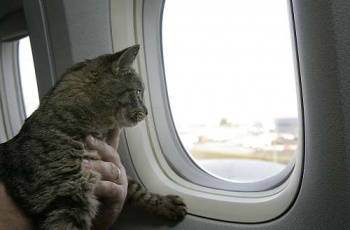 Путешествие с кошкой на самолете — womanwiki - женская энциклопедия