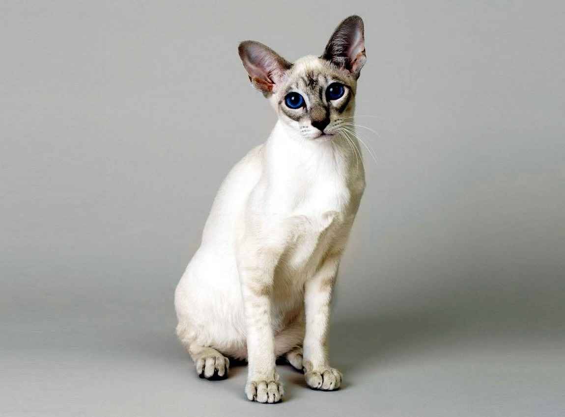 Сингапурская кошка – характеристика породы, описание характера, советы по уходу и содержанию