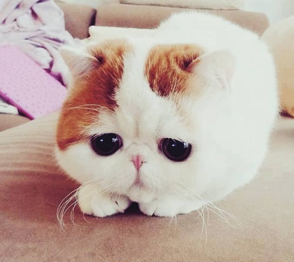 Котенок с грустными глазами