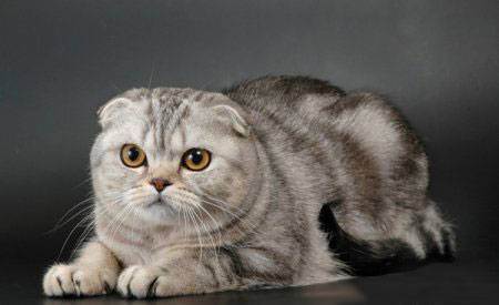 Скоттиш фолд-шотландская вислоухая короткошерстная кошка