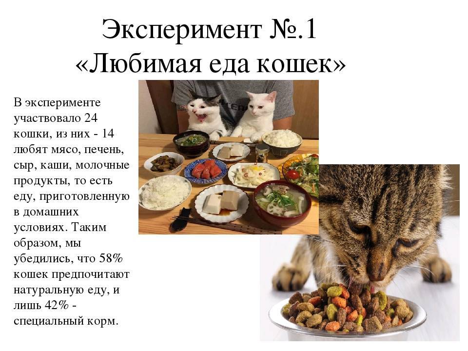 Чем нельзя кормить кошек: список запрещенных продуктов | звери дома