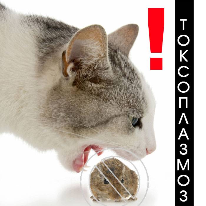 Токсоплазмоз у кошек: симптомы и лечение, фото