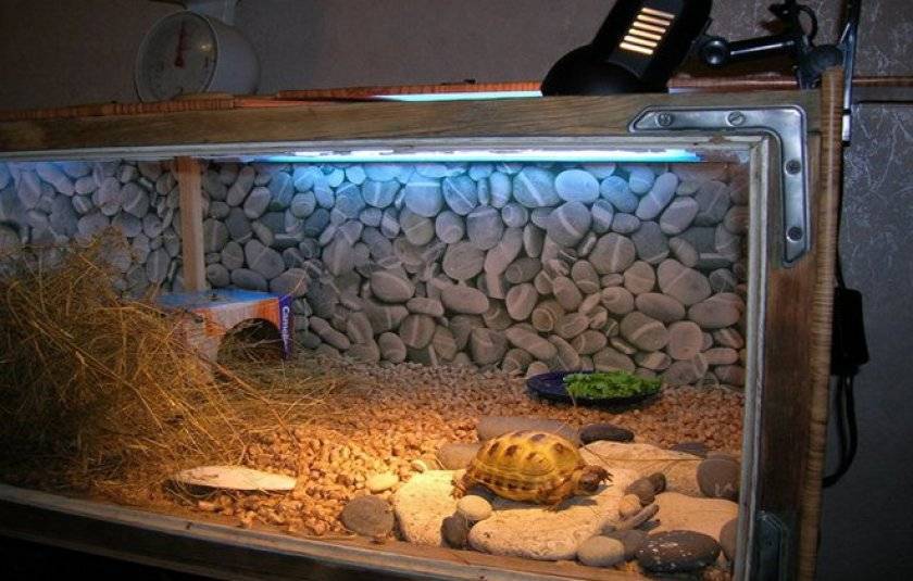 Террариум для сухопутной черепахи: выбор, требования, обустройство