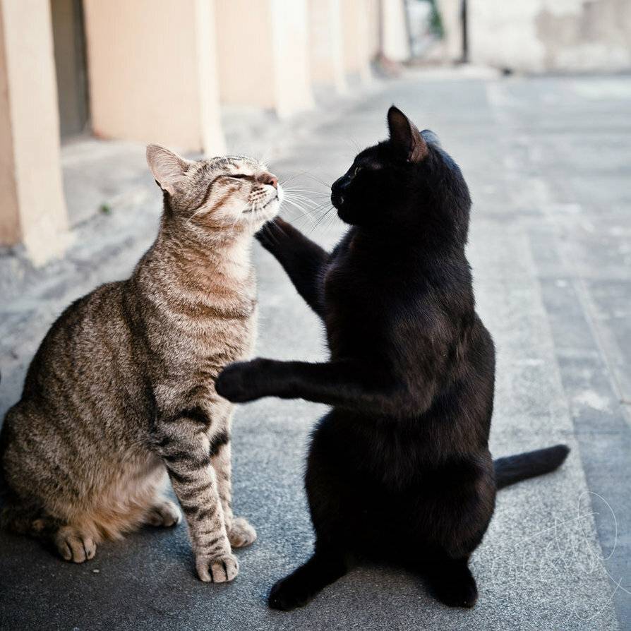 Повтори котика. Два кота. Кошки любовь. Котики обнимаются. Коты вместе.