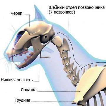 Кт позвоночника - показания, подготовка, ответы на вопросы