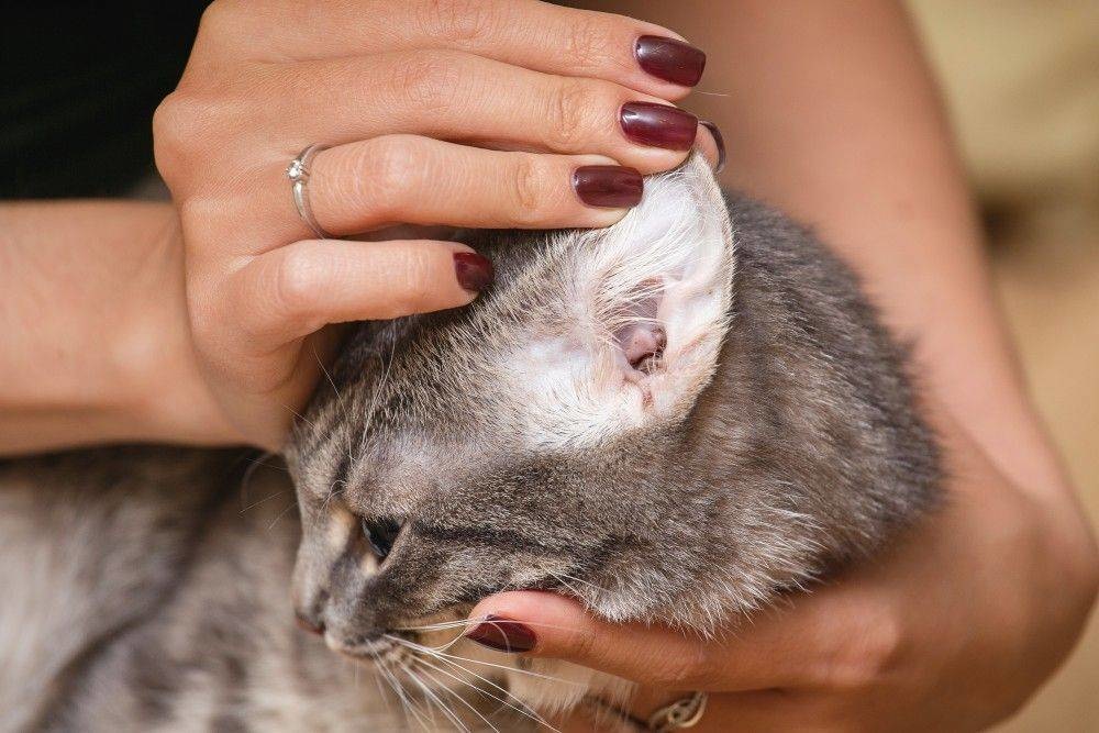 Отодектоз у кошек: причины, признаки, лечение