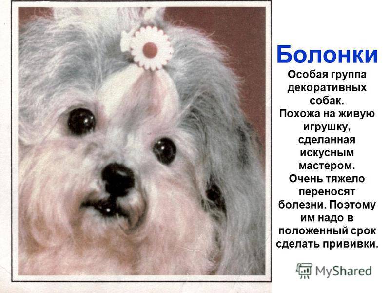 Мальтийская болонка