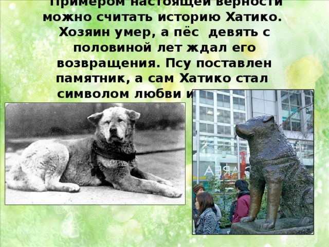 ᐉ какой породы была собака в фильме хатико — на какой цнцахики пес? - zoomanji.ru