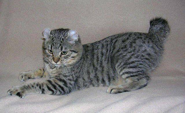 Особенности образа жизни и внешности длиннохвостой дикой кошки маргай