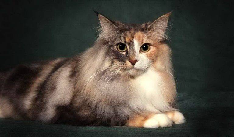Сибирские кошки: описание породы с фото, характер животного, цены...