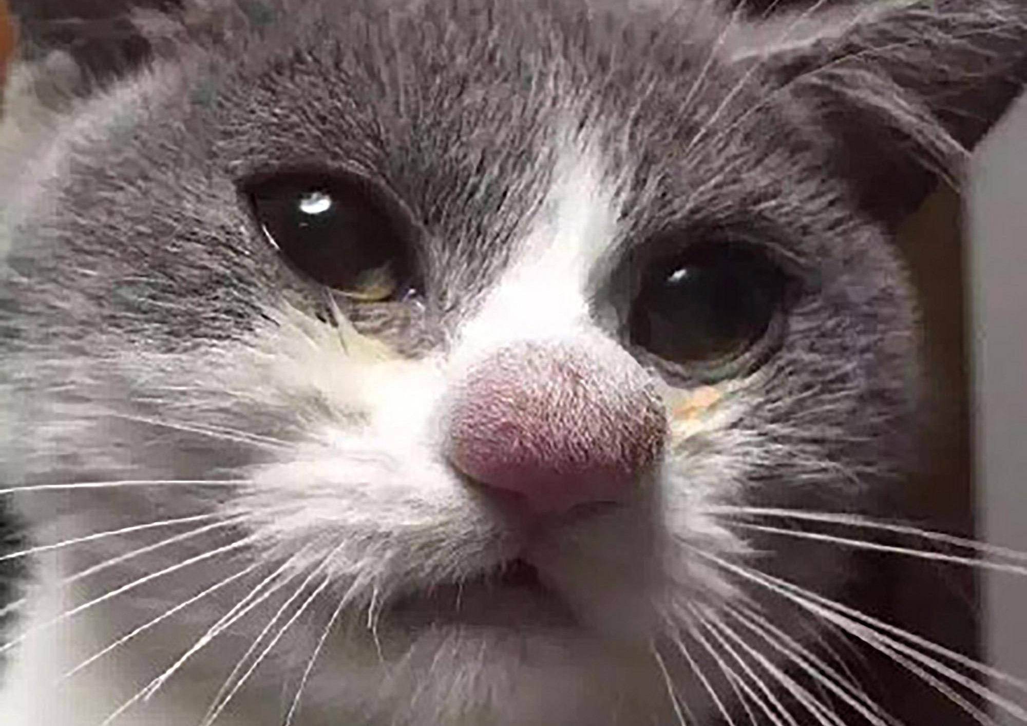 Что делать если кошку укусила оса | в лапу, в губу, фото, лечение
