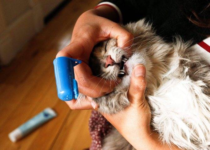 Пена изо рта у кошки: причины, что делать | zoosecrets