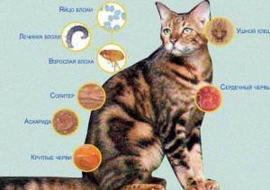 Глисты у кошек и котят | лечение (лекарства), симптомы, виды, профилактика