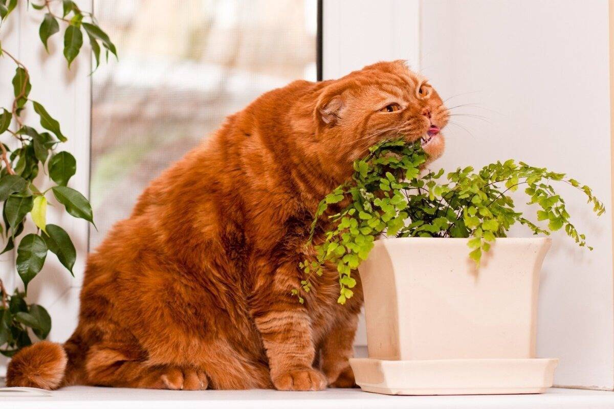 На какие комнатные цветы часто покушаются кошки