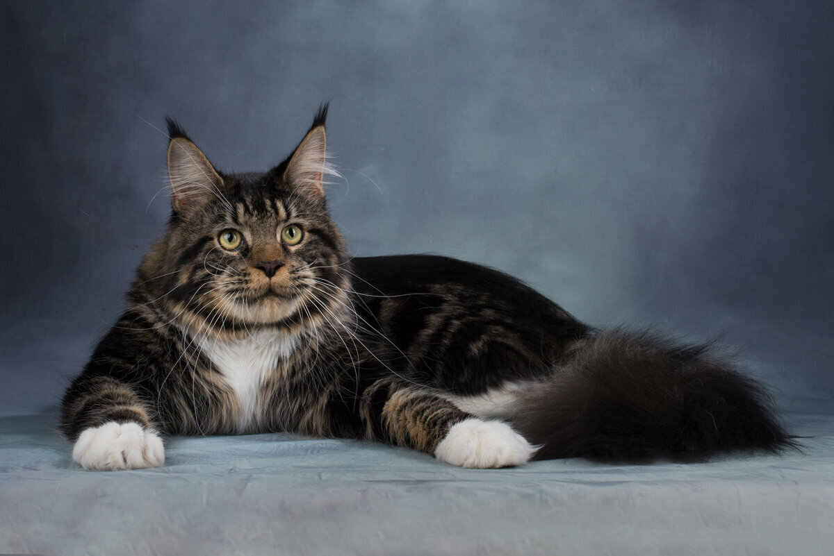 Maine coon cachorro