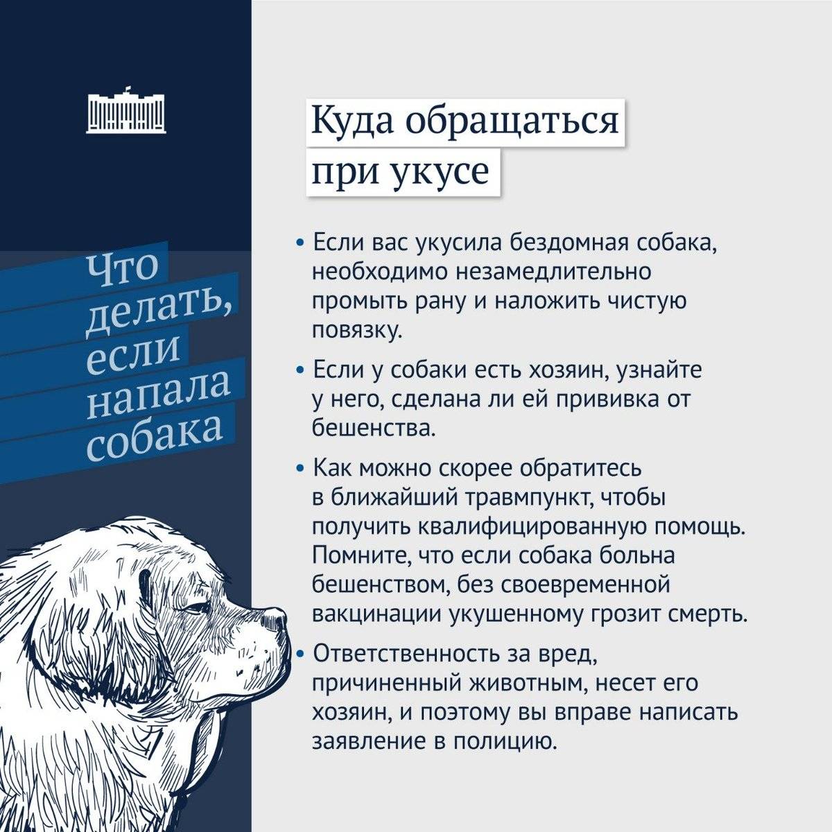 Укусила собака!