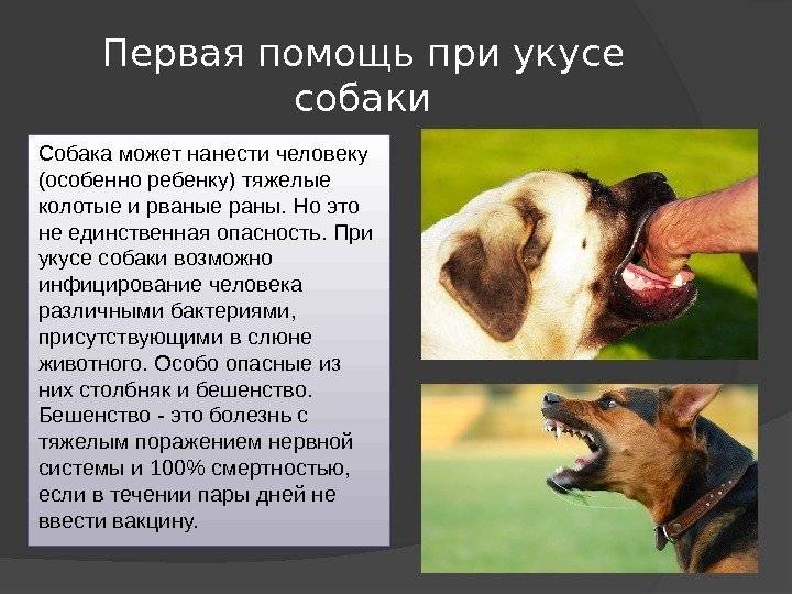 Укусила кошка: что делать, первая помощь, лечение, осложнения