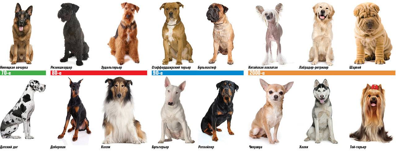 Редкие породы собак с фотографиями и названиями