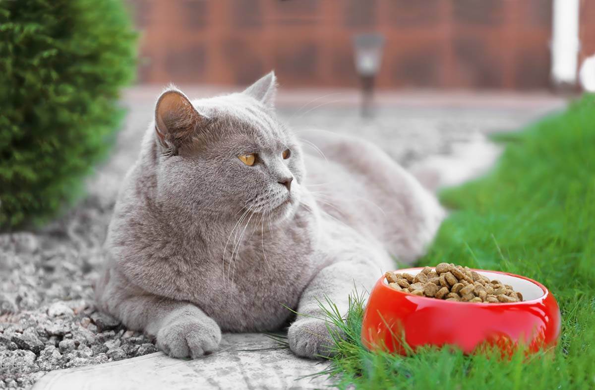 Чем кормить кошку - секреты правильного питания котов